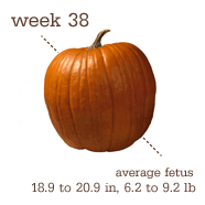 Week 38 Pumpkin
